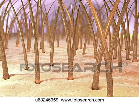 Human skin, illustration View Large Photo Image Stock Photo - Human skin, illustration. Fotosearch