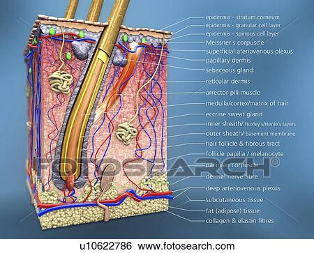 Human skin, illustration View Large Photo Image Stock Photograph - Human skin, illustration. Fotosearch