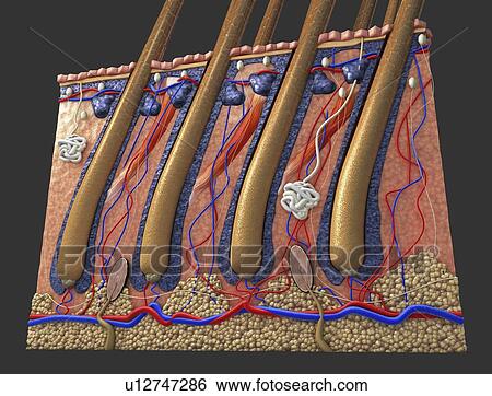 Human skin, illustration View Large Photo Image Stock Photograph - Human skin, illustration. Fotosearch
