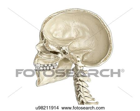 Picture - Human skull cross-section, illustration. Fotosearch