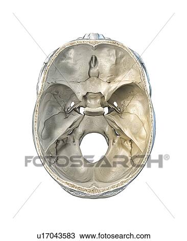 Human skull cross-section, illustration View Large Photo Image Stock Image - Human skull cross-section, illustration. Fotosearch