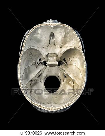 Stock Photograph - Human skull cross-section, illustration. Fotosearch