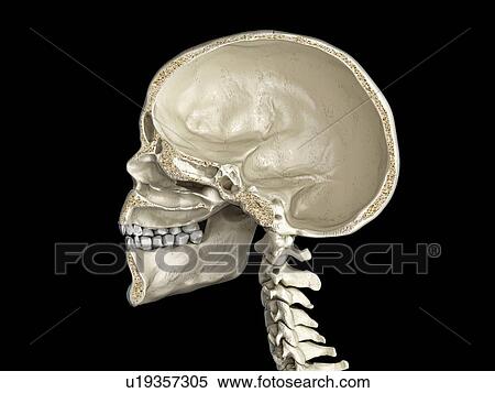 Stock Photography - Human skull cross-section, illustration. Fotosearch