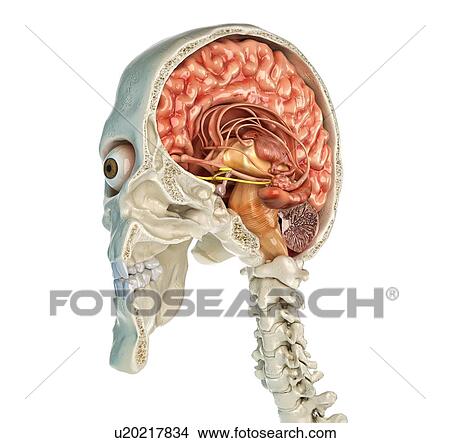 Human skull cross-section with brain, illustration View Large Photo Image Picture - Human skull cross-section with brain, illustration. Fotosearch