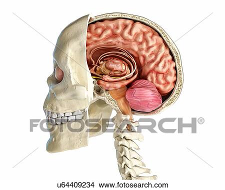 Human skull cross-section with brain, illustration View Large Photo Image Picture - Human skull cross-section with brain, illustration. Fotosearch