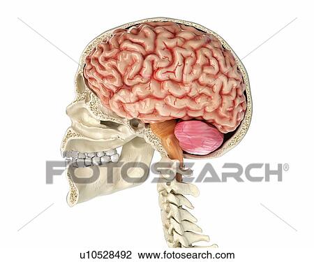 Stock Image - Human skull cross-section with brain, illustration. Fotosearch