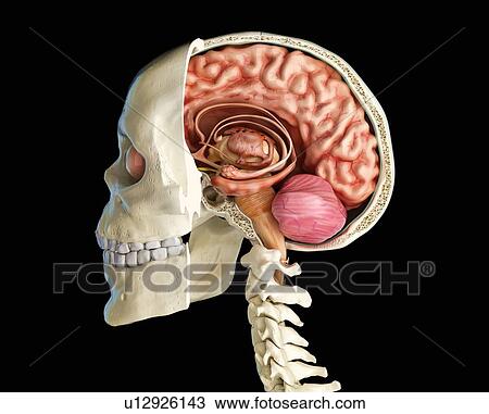 Stock Image - Human skull cross-section with brain, illustration. Fotosearch