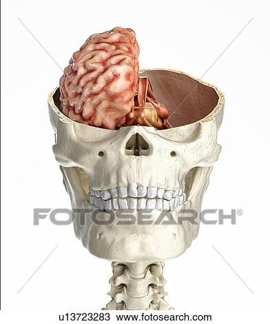 Stock Image - Human skull cross-section with brain, illustration. Fotosearch