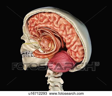 Stock Image - Human skull cross-section with brain, illustration. Fotosearch