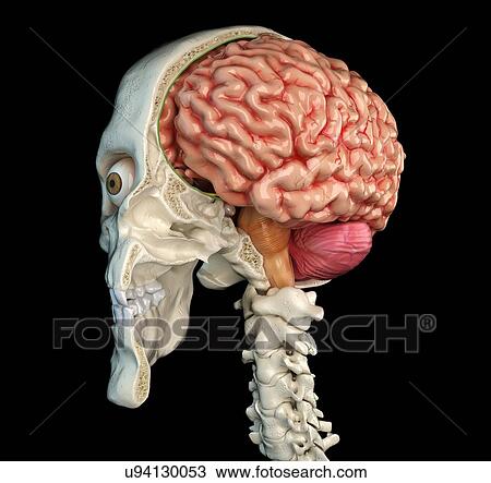 Human skull cross-section with brain, illustration View Large Photo Image Stock Image - Human skull cross-section with brain, illustration. Fotosearch