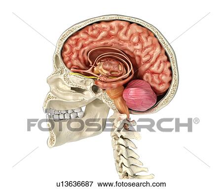 Stock Photo - Human skull cross-section with brain, illustration. Fotosearch