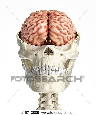 Stock Photo - Human skull cross-section with brain, illustration. Fotosearch