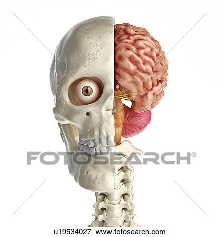 Human skull cross-section with brain, illustration View Large Photo Image Stock Photo - Human skull cross-section with brain, illustration. Fotosearch