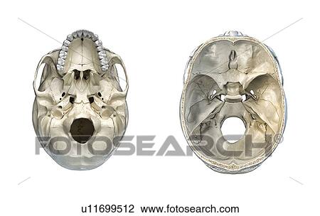 Stock Image - Human skull cross-sections, illustration. Fotosearch