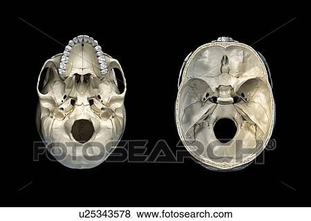 Stock Photo - Human skull cross-sections, illustration. Fotosearch