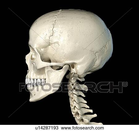 Stock Image - Human skull, illustration. Fotosearch