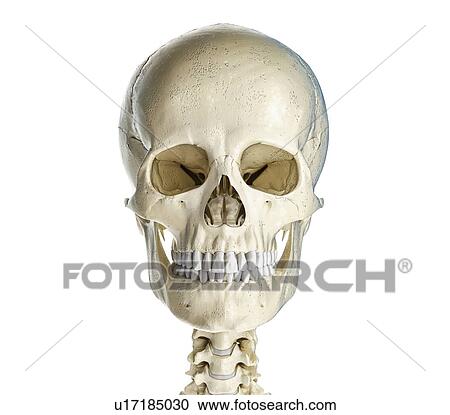 Stock Image - Human skull, illustration. Fotosearch