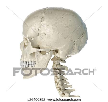 Human skull, illustration View Large Photo Image Stock Image - Human skull, illustration. Fotosearch