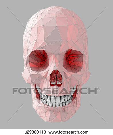Human skull, illustration View Large Photo Image Stock Image - Human skull, illustration. Fotosearch