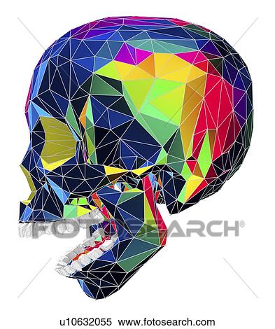 Human skull, illustration View Large Photo Image Stock Photography - Human skull, illustration. Fotosearch