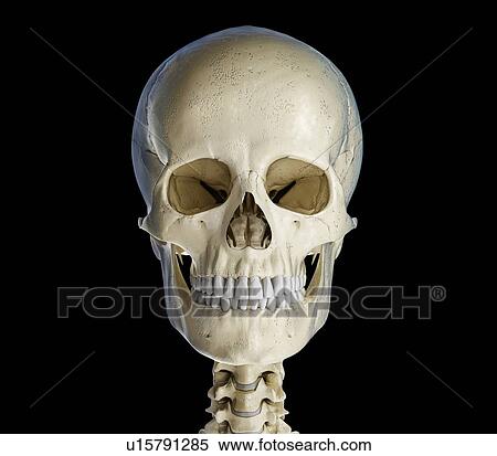 Stock Photography - Human skull, illustration. Fotosearch