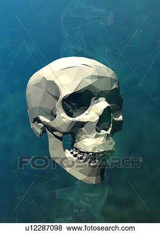 Stock Photo - Human skull, low poly illustration.. Fotosearch