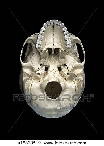 Stock Photo - Human skull viewed from below, illustration. Fotosearch