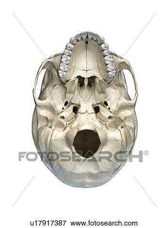 Human skull viewed from below, illustration View Large Photo Image Stock Photo - Human skull viewed from below, illustration. Fotosearch