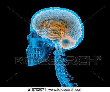 Human skull with brain, illustration View Large Photo Image Stock Image - Human skull with brain, illustration. Fotosearch