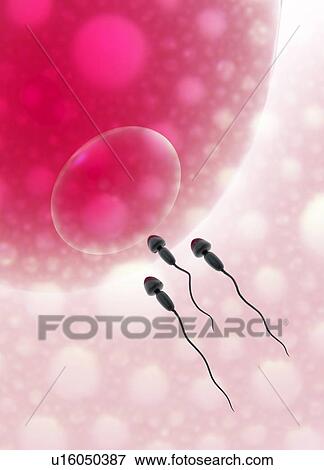 Human sperm and egg, illustration View Large Photo Image Stock Photo - Human sperm and egg, illustration. Fotosearch