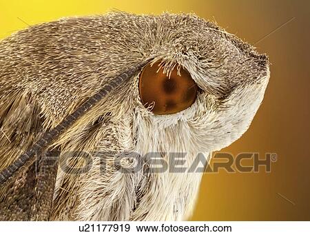Stock Photo - Hummingbird hawk moth. Fotosearch