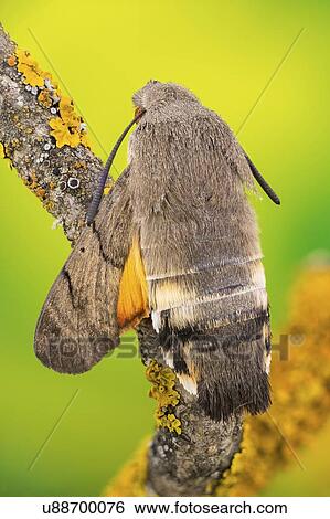 Hummingbird hawk moth View Large Photo Image Stock Photograph - Hummingbird hawk moth. Fotosearch