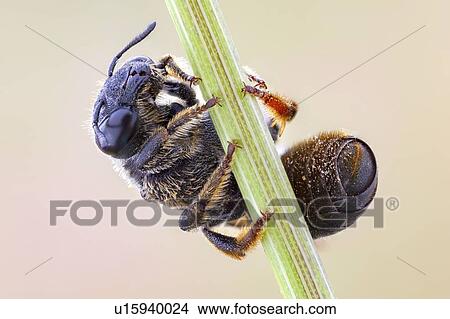 Picture - Hymenopteran. Fotosearch