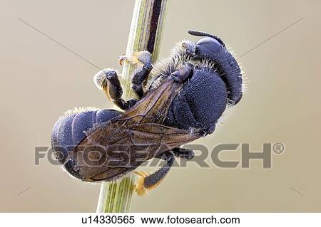 Stock Photography - Hymenopteran. Fotosearch