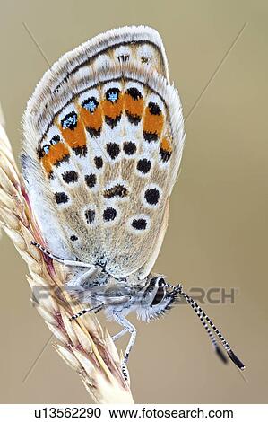 Idas blue butterfly View Large Photo Image Stock Image - Idas blue butterfly. Fotosearch
