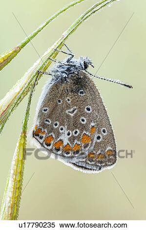 Stock Photography - Idas blue butterfly. Fotosearch