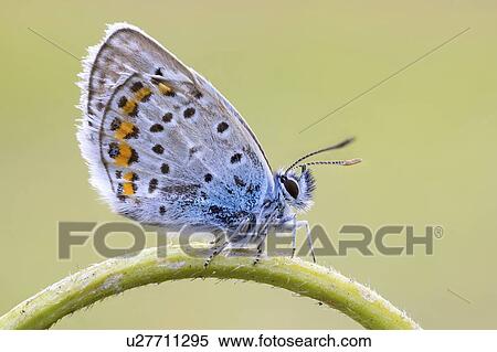 Stock Photography - Idas blue butterfly. Fotosearch