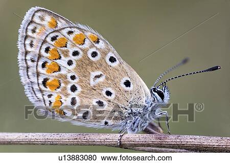 Idas butterfly View Large Photo Image Stock Image - Idas butterfly. Fotosearch