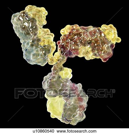 Stock Image - Immunoglobulin G antibody, molecular model. Fotosearch