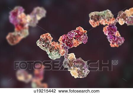 Stock Image - Immunoglobulin G antibody, molecular model. Fotosearch