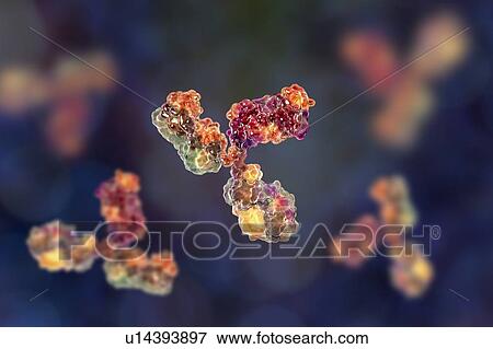 Stock Photo - Immunoglobulin G antibody, molecular model. Fotosearch