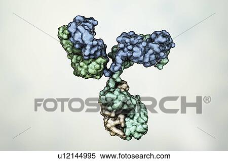 Stock Photography - Immunoglobulin G antibody, molecular model. Fotosearch