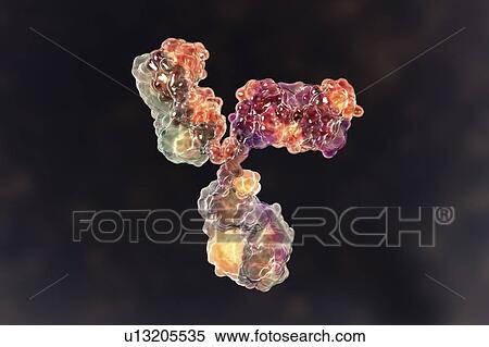 Stock Photography - Immunoglobulin G antibody, molecular model. Fotosearch