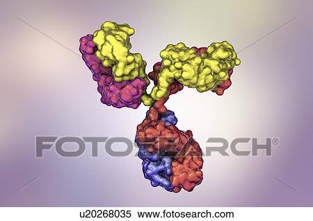 Stock Photography - Immunoglobulin G antibody, molecular model. Fotosearch
