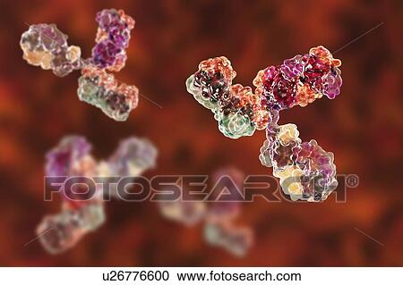 Stock Image - Immunoglobulin G antibody molecules, illustration. Fotosearch