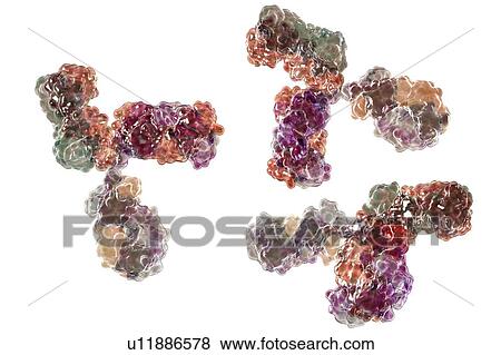 Stock Photo - Immunoglobulin G antibody molecules, illustration. Fotosearch