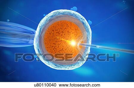 In vitro fertilization, illustration View Large Photo Image Stock Image - In vitro fertilization, illustration. Fotosearch