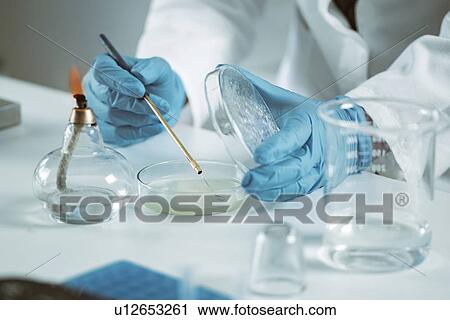 Stock Image - Inoculating agar plate. Fotosearch