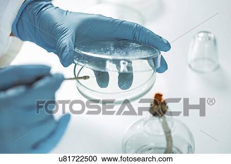 Stock Image - Inoculating agar plate. Fotosearch