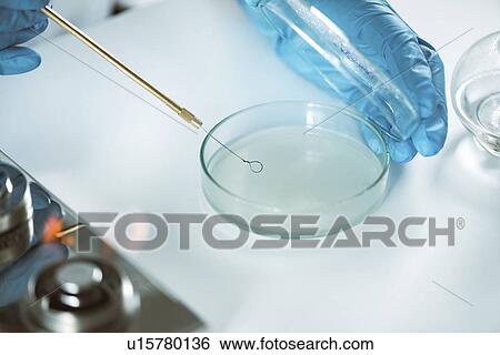 Stock Photograph - Inoculating agar plate. Fotosearch